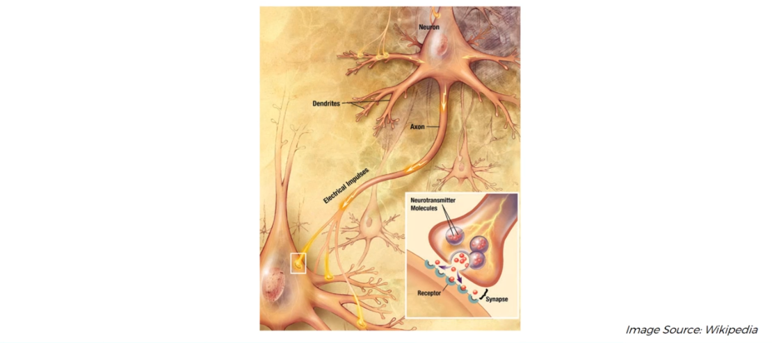 biological Neurone